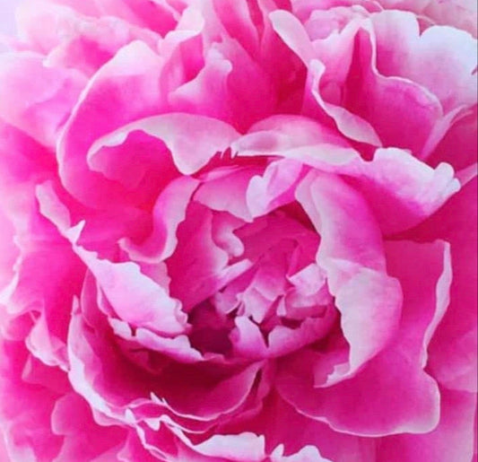 The Lilly Dress Pink